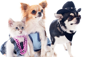 Dog Clothes, Shoes, Apparel & Accessories