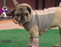 Pet Clothes Feature on Wendy Williams