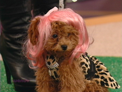 Pet Clothes Feature on Wendy Williams