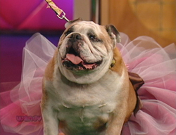 Pet Clothes Feature on Wendy Williams
