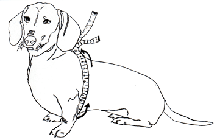 Buddy Belt Measure